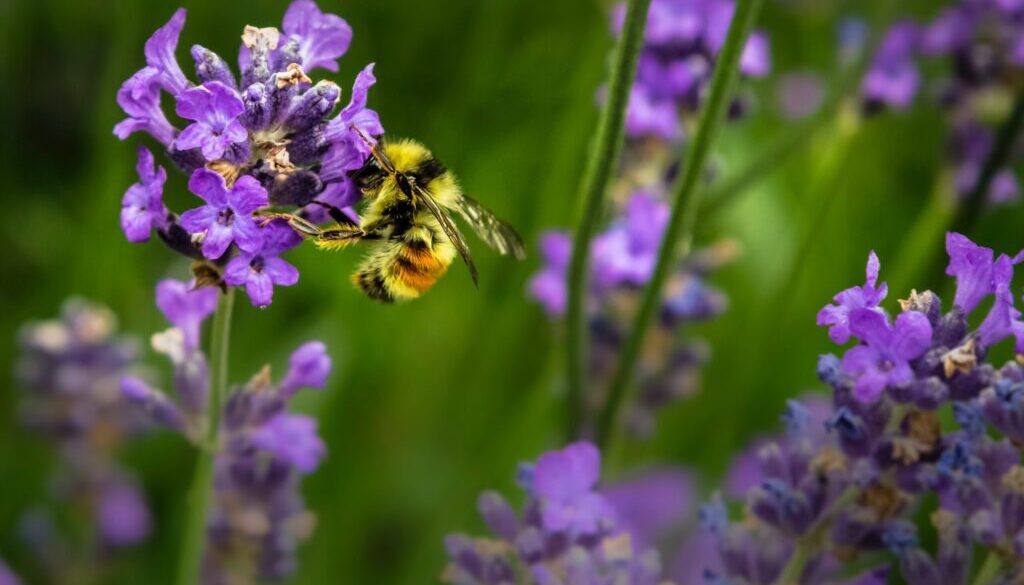 Creative ways to celebrate World Bee Day